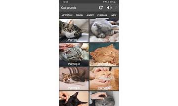 Meow for Android - Download the APK from Habererciyes